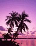 pic for Purple Sunset